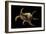 Lambis Chiragra-Paul Starosta-Framed Photographic Print