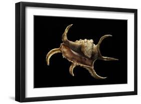 Lambis Chiragra-Paul Starosta-Framed Photographic Print