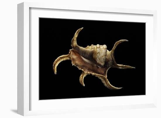 Lambis Chiragra-Paul Starosta-Framed Photographic Print