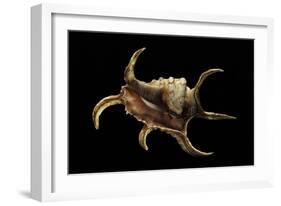 Lambis Chiragra-Paul Starosta-Framed Photographic Print