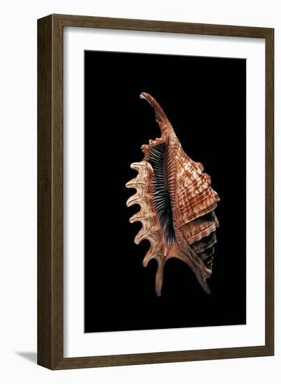 Lambis Digitata-Paul Starosta-Framed Photographic Print