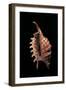 Lambis Digitata-Paul Starosta-Framed Photographic Print