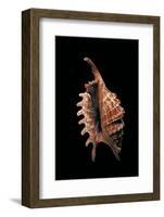 Lambis Digitata-Paul Starosta-Framed Photographic Print