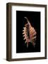 Lambis Digitata-Paul Starosta-Framed Photographic Print