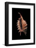 Lambis Digitata-Paul Starosta-Framed Photographic Print