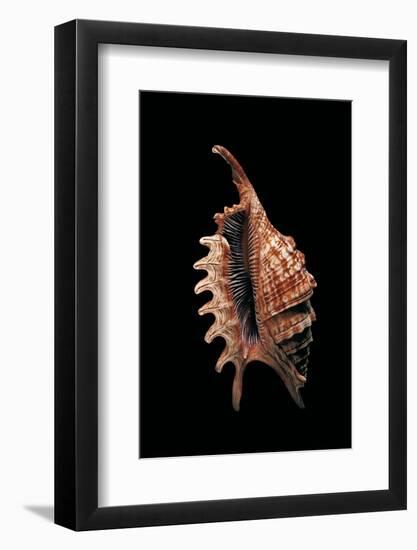 Lambis Digitata-Paul Starosta-Framed Photographic Print