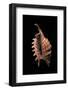 Lambis Digitata-Paul Starosta-Framed Photographic Print