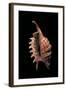 Lambis Digitata-Paul Starosta-Framed Photographic Print