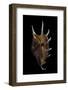 Lambis Lambis-Paul Starosta-Framed Photographic Print