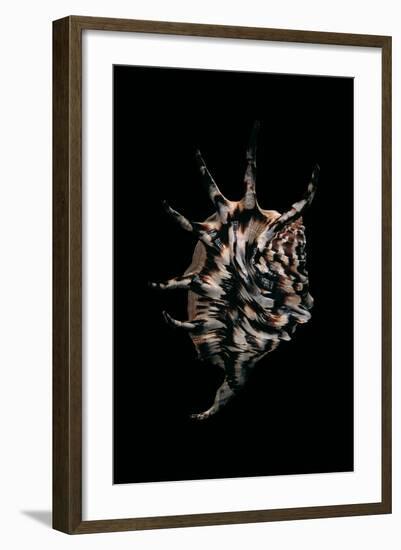 Lambis Lambis-Paul Starosta-Framed Photographic Print