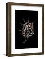 Lambis Lambis-Paul Starosta-Framed Photographic Print