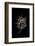 Lambis Lambis-Paul Starosta-Framed Photographic Print