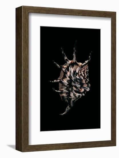 Lambis Lambis-Paul Starosta-Framed Photographic Print