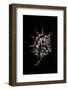 Lambis Lambis-Paul Starosta-Framed Photographic Print