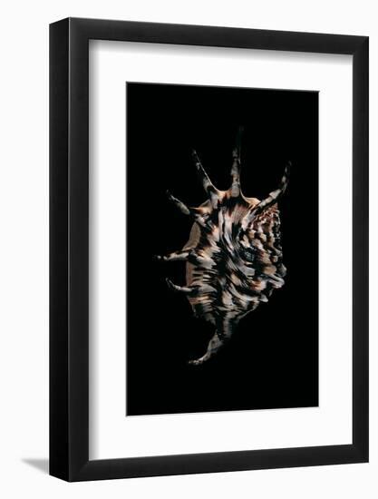 Lambis Lambis-Paul Starosta-Framed Photographic Print