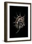 Lambis Lambis-Paul Starosta-Framed Photographic Print