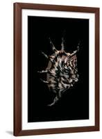 Lambis Lambis-Paul Starosta-Framed Photographic Print