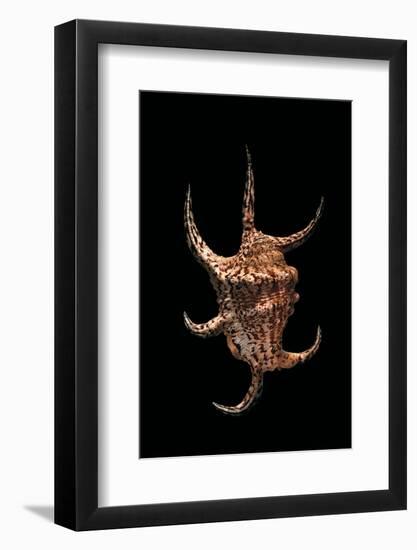 Lambis Lambis-Paul Starosta-Framed Photographic Print