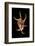 Lambis Lambis-Paul Starosta-Framed Photographic Print