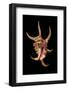 Lambis Lambis-Paul Starosta-Framed Photographic Print