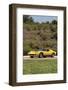 Lamborghini Miura p400s 1970-Simon Clay-Framed Photographic Print