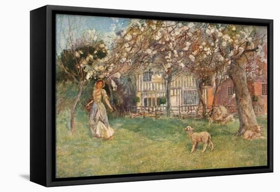 'Lambs', c1904-Herbert Alexander Collins-Framed Stretched Canvas