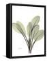 Lambs Ear D52-Albert Koetsier-Framed Stretched Canvas