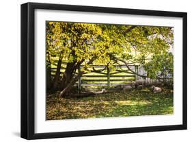 Lambs II-Alan Hausenflock-Framed Photographic Print