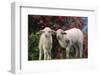 Lambs in Grass-DLILLC-Framed Photographic Print