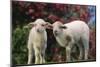 Lambs in Grass-DLILLC-Mounted Photographic Print