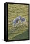 Lambs Play in a Field, Powys, Wales, United Kingdom-Graham Lawrence-Framed Stretched Canvas
