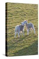 Lambs Play in a Field, Powys, Wales, United Kingdom-Graham Lawrence-Stretched Canvas