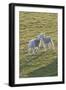 Lambs Play in a Field, Powys, Wales, United Kingdom-Graham Lawrence-Framed Photographic Print