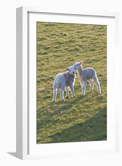 Lambs Play in a Field, Powys, Wales, United Kingdom-Graham Lawrence-Framed Photographic Print