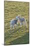Lambs Play in a Field, Powys, Wales, United Kingdom-Graham Lawrence-Mounted Photographic Print