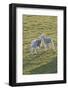 Lambs Play in a Field, Powys, Wales, United Kingdom-Graham Lawrence-Framed Photographic Print