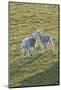 Lambs Play in a Field, Powys, Wales, United Kingdom-Graham Lawrence-Mounted Photographic Print