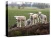 Lambs Playing on a Log in Stourhead Parkland, South Somerset, Somerset, England, United Kingdom-null-Stretched Canvas