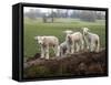 Lambs Playing on a Log in Stourhead Parkland, South Somerset, Somerset, England, United Kingdom-null-Framed Stretched Canvas