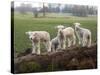 Lambs Playing on a Log in Stourhead Parkland, South Somerset, Somerset, England, United Kingdom-null-Stretched Canvas