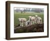 Lambs Playing on a Log in Stourhead Parkland, South Somerset, Somerset, England, United Kingdom-null-Framed Photographic Print