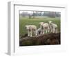 Lambs Playing on a Log in Stourhead Parkland, South Somerset, Somerset, England, United Kingdom-null-Framed Photographic Print