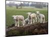 Lambs Playing on a Log in Stourhead Parkland, South Somerset, Somerset, England, United Kingdom-null-Mounted Photographic Print
