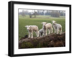 Lambs Playing on a Log in Stourhead Parkland, South Somerset, Somerset, England, United Kingdom-null-Framed Photographic Print