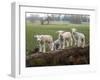 Lambs Playing on a Log in Stourhead Parkland, South Somerset, Somerset, England, United Kingdom-null-Framed Photographic Print