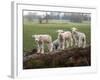 Lambs Playing on a Log in Stourhead Parkland, South Somerset, Somerset, England, United Kingdom-null-Framed Photographic Print