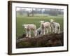 Lambs Playing on a Log in Stourhead Parkland, South Somerset, Somerset, England, United Kingdom-null-Framed Photographic Print