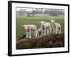 Lambs Playing on a Log in Stourhead Parkland, South Somerset, Somerset, England, United Kingdom-null-Framed Photographic Print