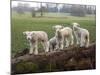 Lambs Playing on a Log in Stourhead Parkland, South Somerset, Somerset, England, United Kingdom-null-Mounted Photographic Print