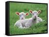 Lambs Two Lying Down in Field-null-Framed Stretched Canvas